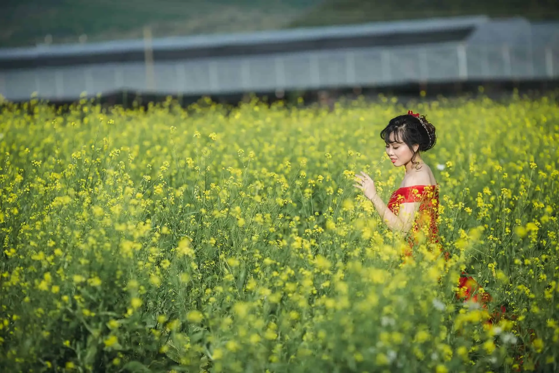 Cánh đồng hoa Mê Linh - Đà Lạt