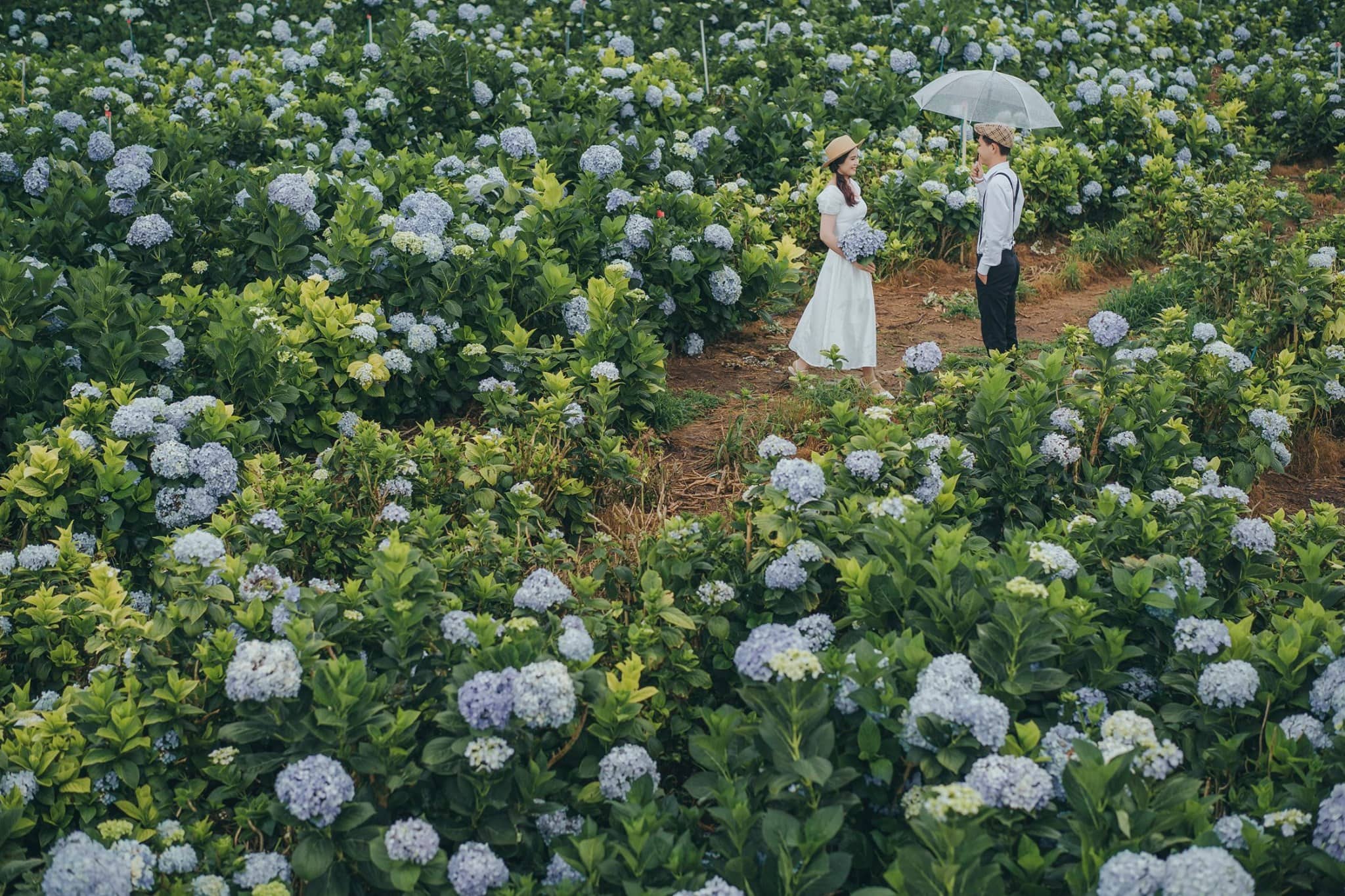 Chụp ảnh cưới giữa đồng hoa Cẩm Tú Cầu 
