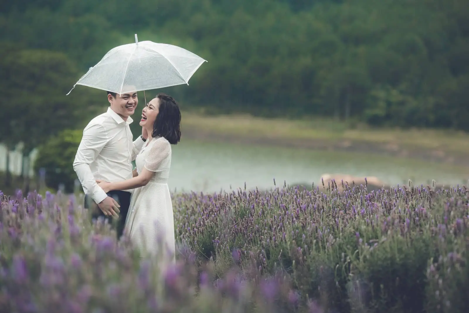 Cánh đồng hoa Lavender